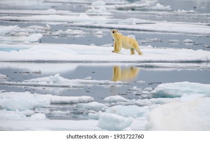 Male Polar Bear (Ursus Maritimus), On Melting Ice, Svalbard, Norway