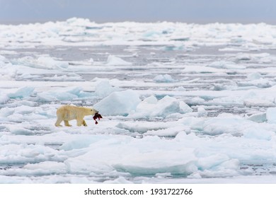 しろくま の画像 写真素材 ベクター画像 Shutterstock