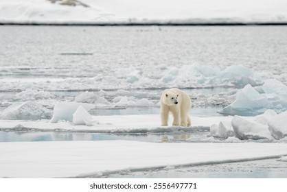 Самцы белого медведя (Ursus maritimus) на льду