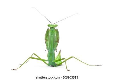 Male Praying Mantis Macromantis Ovalifolia Isolated Stock Photo ...