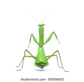 Male praying mantis - Macromantis ovalifolia, isolated on white