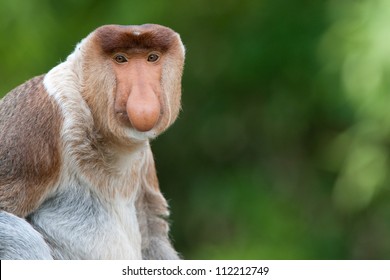 Male Proboscis Monkey