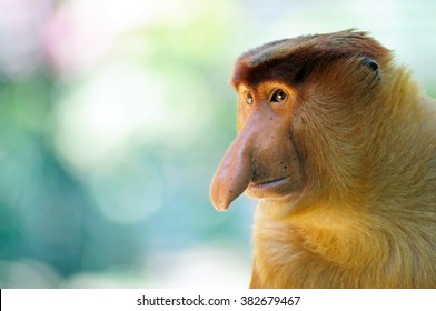 Male Proboscis Monkey In Sabah Borneo, Malaysia.