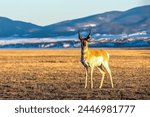 A male pronghorn antelope in a grassland at golden hour with mountains in the background.