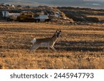 A male pronghorn (Antilocapra americana) strides through a field in front of parked heavy equipment near a town in northern Colorado. Concept human encroachment