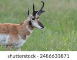 Male Pronghorn with Horns in Custer State Park, South Dakota, USA 