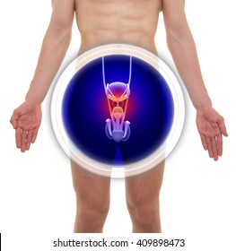 Male Prostate Anatomy - 3D Illustration