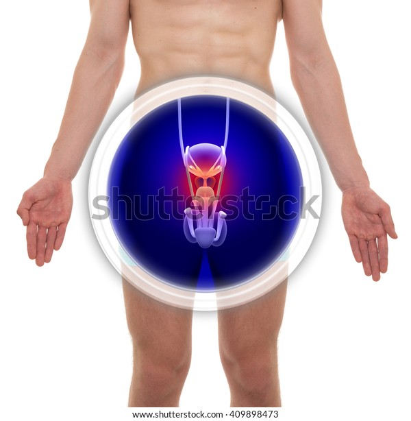 prostata anatomie 3d)