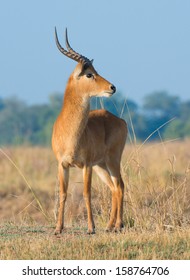 Male Puku