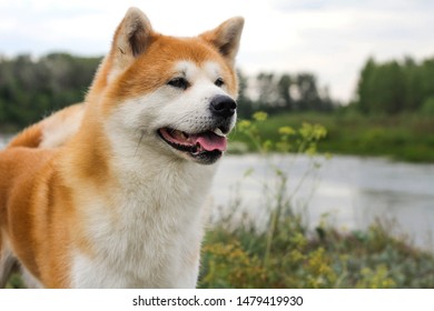Male purebred Japanese dog Akita inu, walk in the nature - Shutterstock ID 1479419930