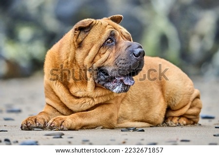 Male purebred red colour Shar Pei dog at the beach - Kennel Club registered dog breed