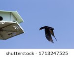A male purple martin takes flight as he leaves a traditional pole-mounted martin house. 