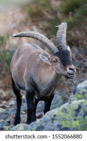 Male Pyrenean Ibex In The Sierra De Gredos (spain)