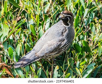 Male Quail Looking Out For Trouble. Guarding The New Members Of The Family 