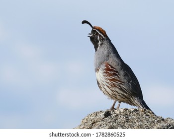 A male Quail perches on a rock - Shutterstock ID 1782860525