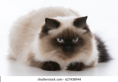 13 8 Ragdoll Cat Images Stock Photos Vectors Shutterstock