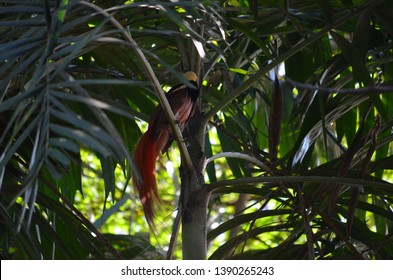 Male Raggiana Bird Of Paradise, Paradisaea Raggiana, Photographed In Papua New Guinea