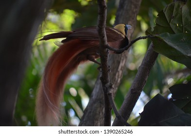 Male Raggiana Bird Of Paradise, Paradisaea Raggiana, Photographed In Papua New Guinea