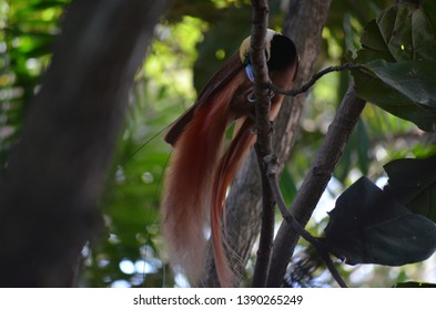 Male Raggiana Bird Of Paradise, Paradisaea Raggiana, Photographed In Papua New Guinea