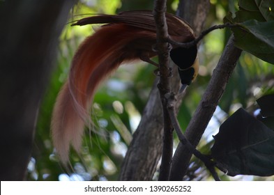 Male Raggiana Bird Of Paradise, Paradisaea Raggiana, Photographed In Papua New Guinea