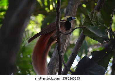 Male Raggiana Bird Of Paradise, Paradisaea Raggiana, Photographed In Papua New Guinea