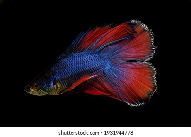 美しい魚 鱗 の写真素材 画像 写真 Shutterstock