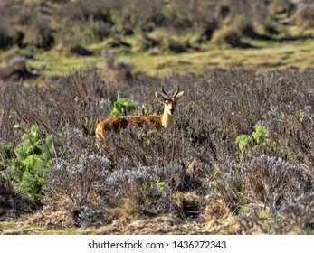 Male Rare Bohor Reedbuck,