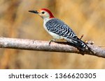 Male red bellied woodpecker bird perched on a branch with open background space