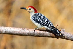 Male Red Bellied Woodpecker Bird Perched On A Branch With Open Background Space
