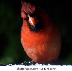 Male Red Cardinal Bird Cardinalidae