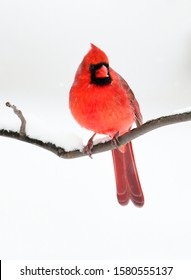 Male Red Cardinal Standing On Tree Branch After Snow