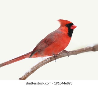 Male Red Cardinal Standing On Tree Branch In Snow