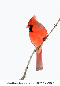 Male Red Cardinal Standing On Tree Branch In Snow