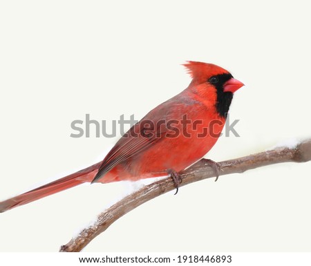male red cardinal standing on tree branch in snow