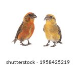 male red crossbill and female isolated on white background, studio shot