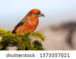 A male red crossbill (Loxia curvirostra) sitting on  branch spruce.