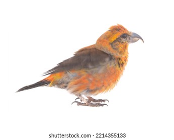 Male Red Crossbill (loxia Curvirostra) Flutter With Feathers  Isolated On White Background