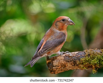 Male Red Crossbill (Loxia Curvirostra)