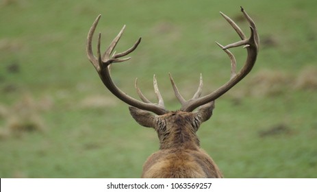 deer rear