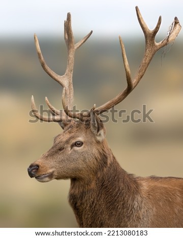 Male red deer (Cervus elaphus) portrait. Also called stag or hart. Detail of the head and antlers. Czech republic, Pilsen region, Europe. Isolated on blurred background.