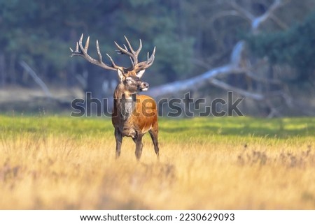 Male red deer (Cervus elaphus) posing in the sun.The red deer inhabits most of Europe. a male animal is caal a stag. Wildlife scene of nature in Europe.