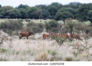 545 Pampas deer Images, Stock Photos & Vectors | Shutterstock