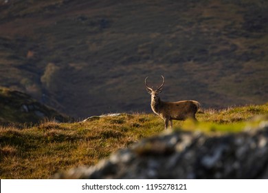 Male Red Deer Stag In The Scottish Highlands, UK