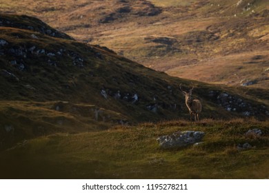 Male Red Deer Stag In The Scottish Highlands, UK