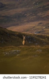 Male Red Deer Stag In The Scottish Highlands, UK