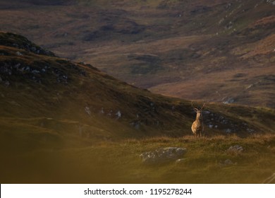 Male Red Deer Stag In The Scottish Highlands, UK