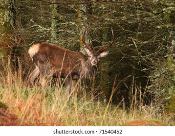 Male Red Deer In Western Scotland.