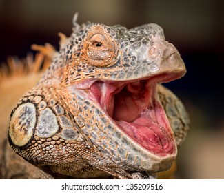 Male red iguana with mouth wide open