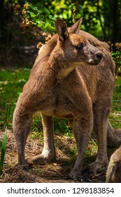 Male Red Kangaroo In Australia