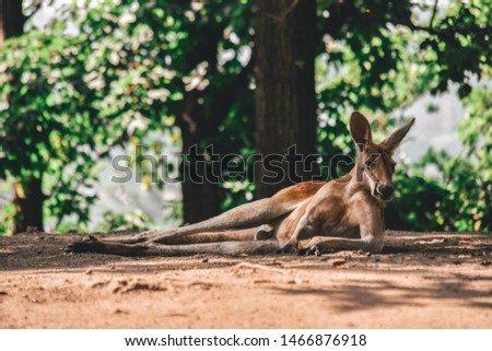 Male red kangaroo laying down in front of a tree